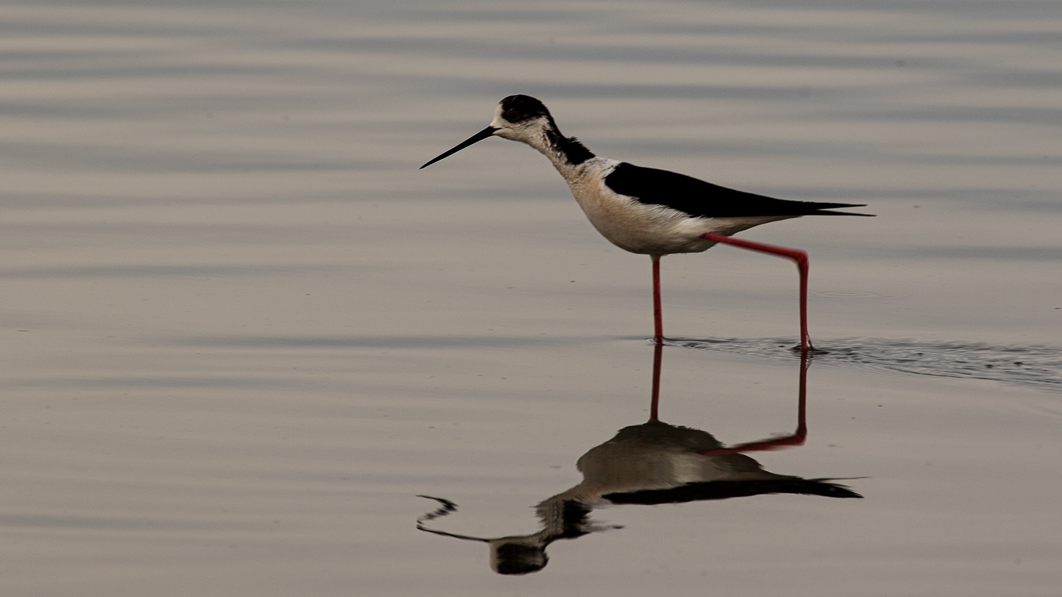 Black-winged Stilt